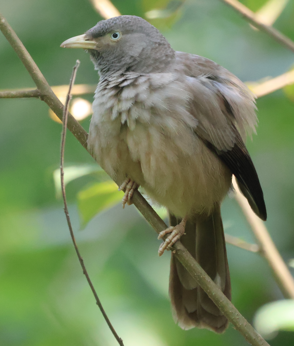 Jungle Babbler - ML645435637