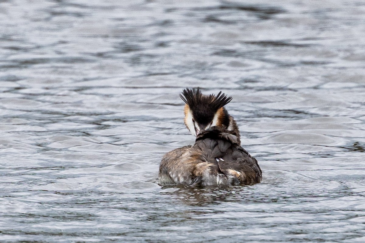 冠鸊鷉 - ML645435638