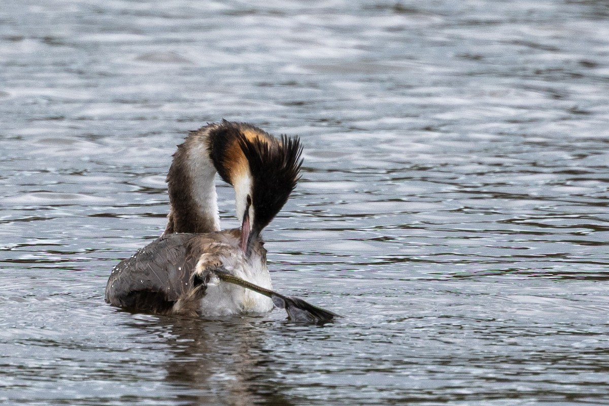 冠鸊鷉 - ML645435639