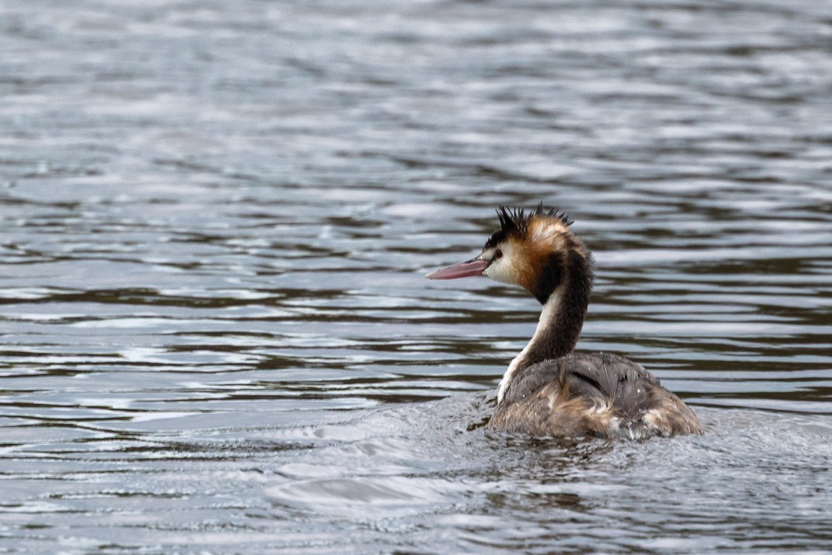 冠鸊鷉 - ML645435640