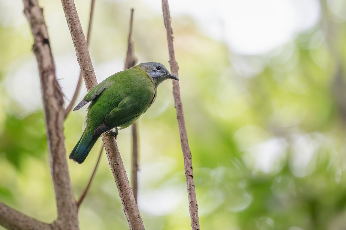 橙腹葉鵯 - ML645435641