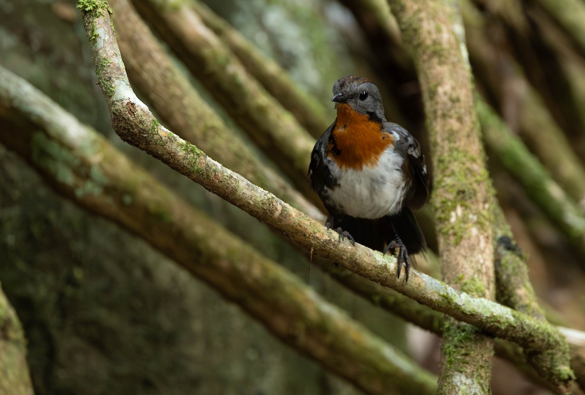 Australian Logrunner - ML645435642
