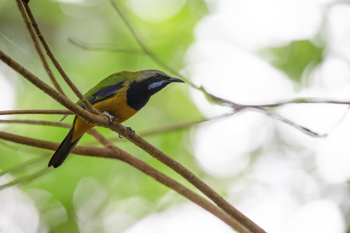 橙腹葉鵯 - ML645435643