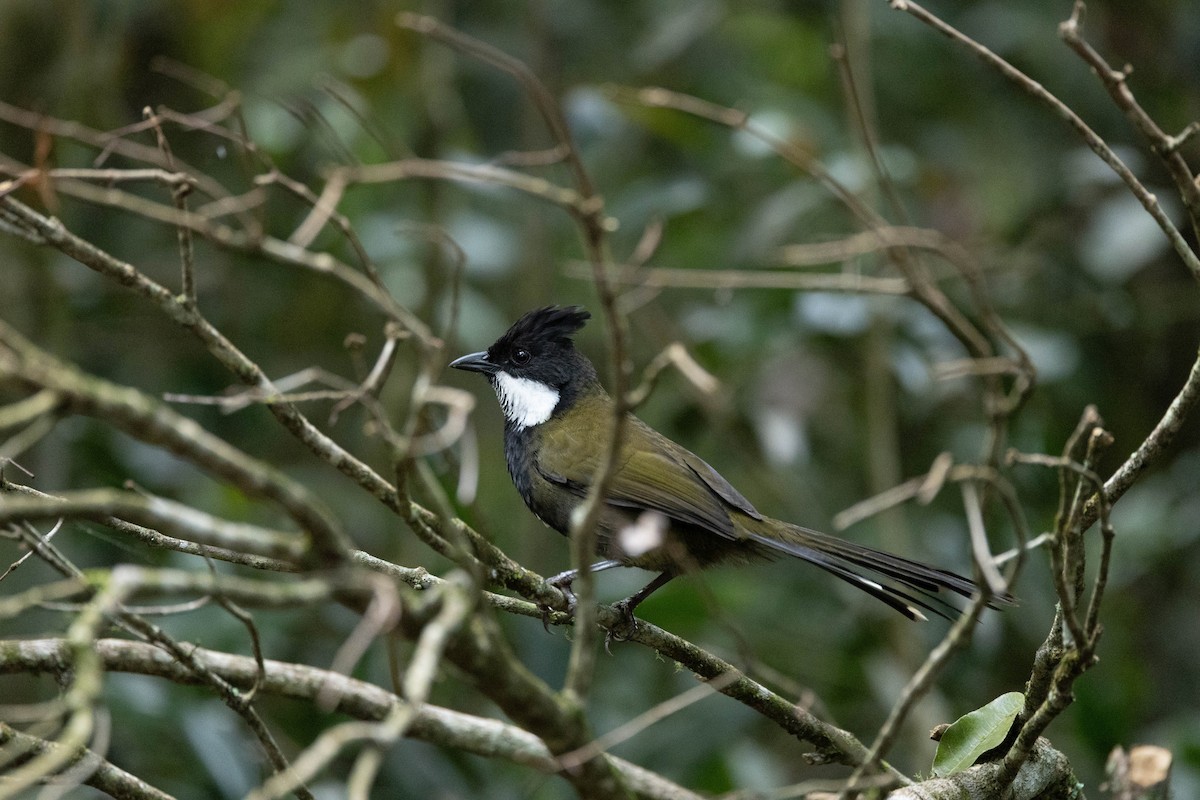 Eastern Whipbird - ML645435644