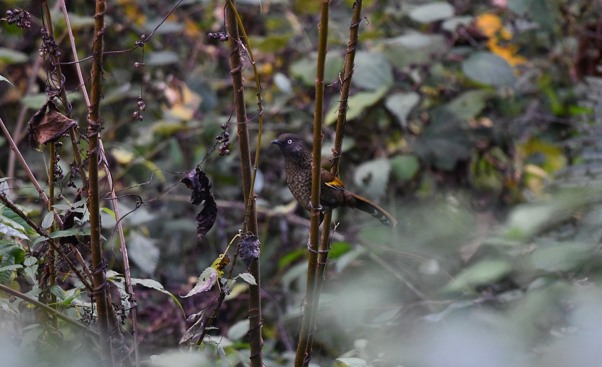 Scaly Laughingthrush - ML645435645