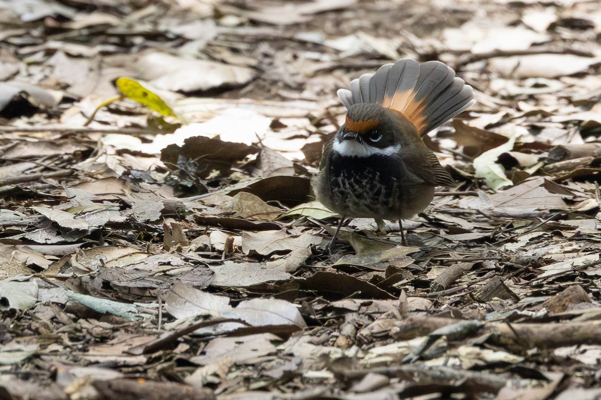 Australian Rufous Fantail - ML645435647