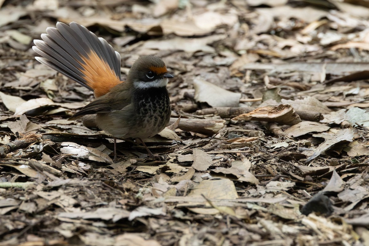Australian Rufous Fantail - ML645435648