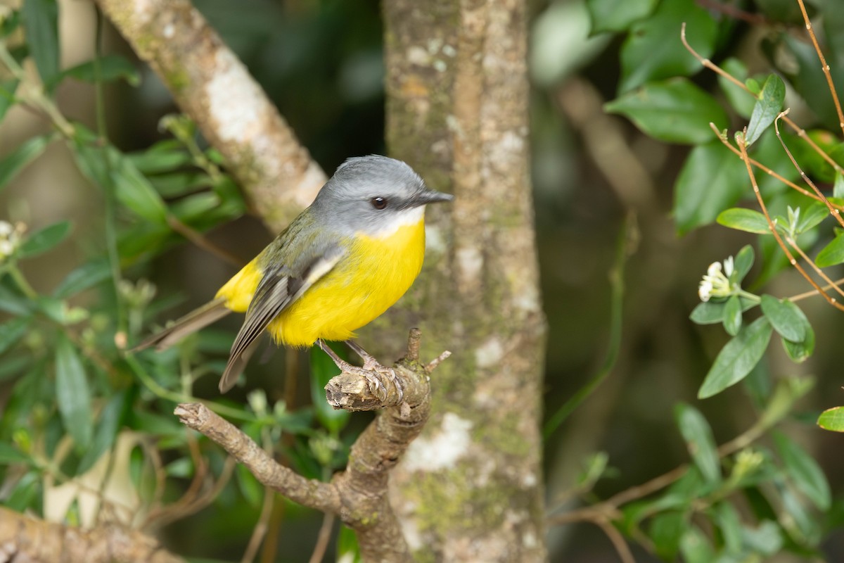 Eastern Yellow Robin - ML645435649