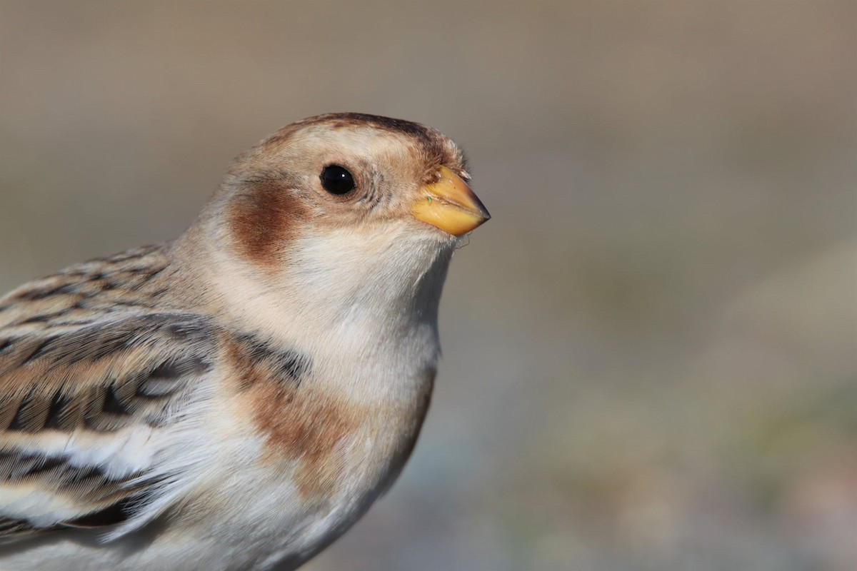 Snow Bunting - ML645435650
