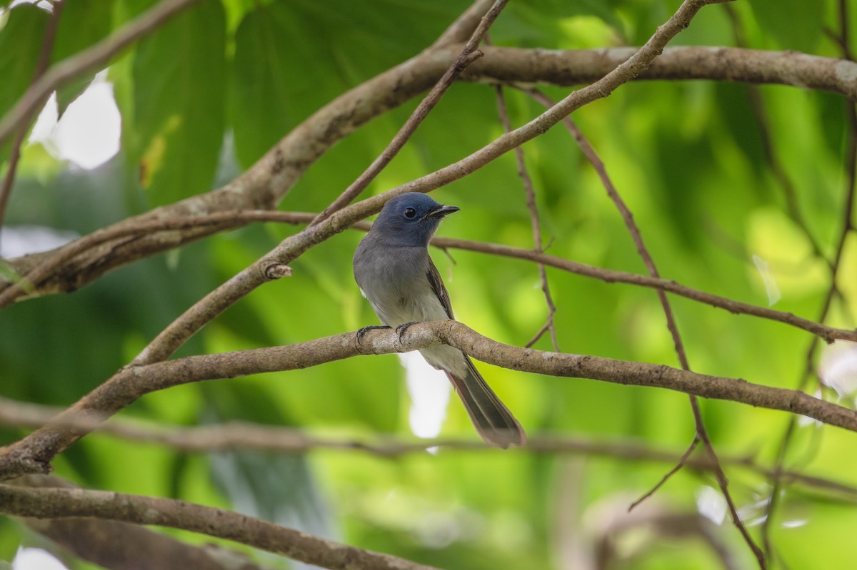 黑枕藍鶲 - ML645435651