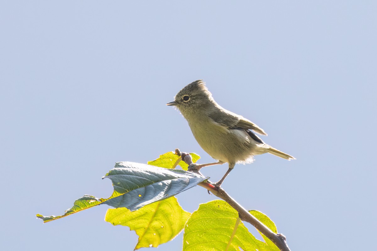Yellow-browed Tit - ML645435655
