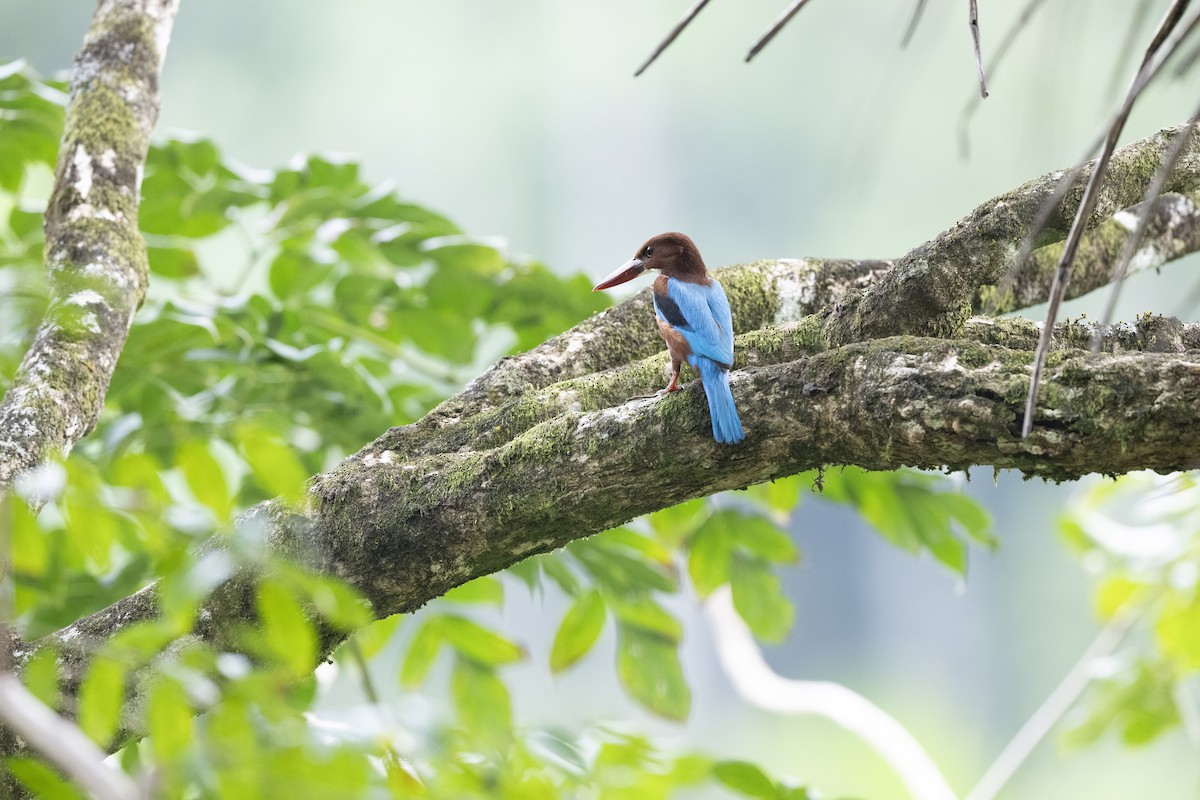 蒼翡翠 - ML645435656