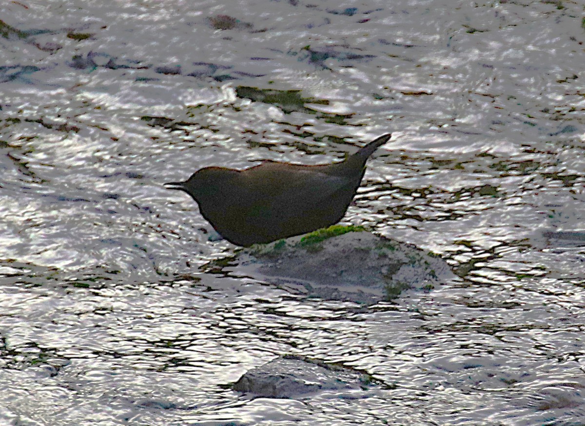 河烏 - ML645435658