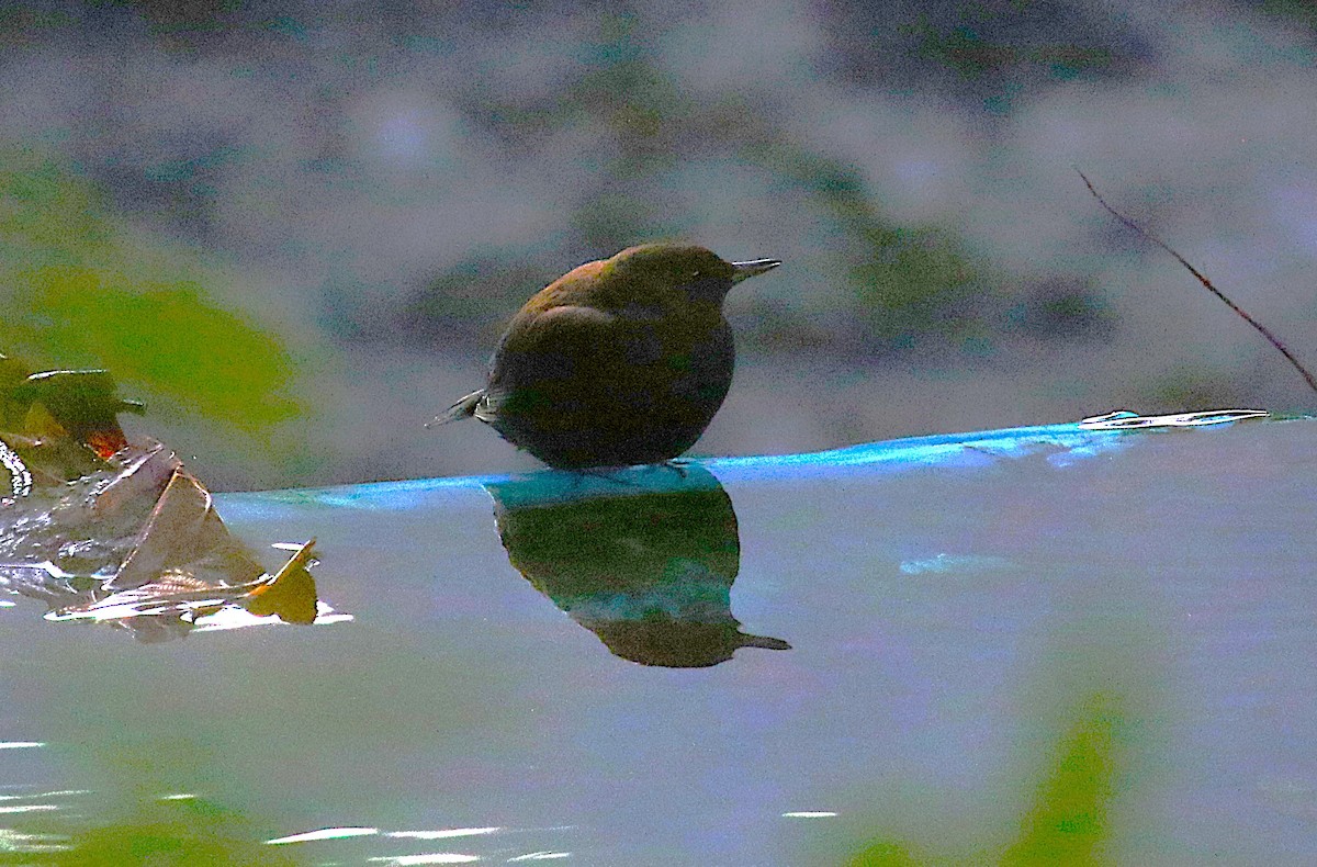 河烏 - ML645435659