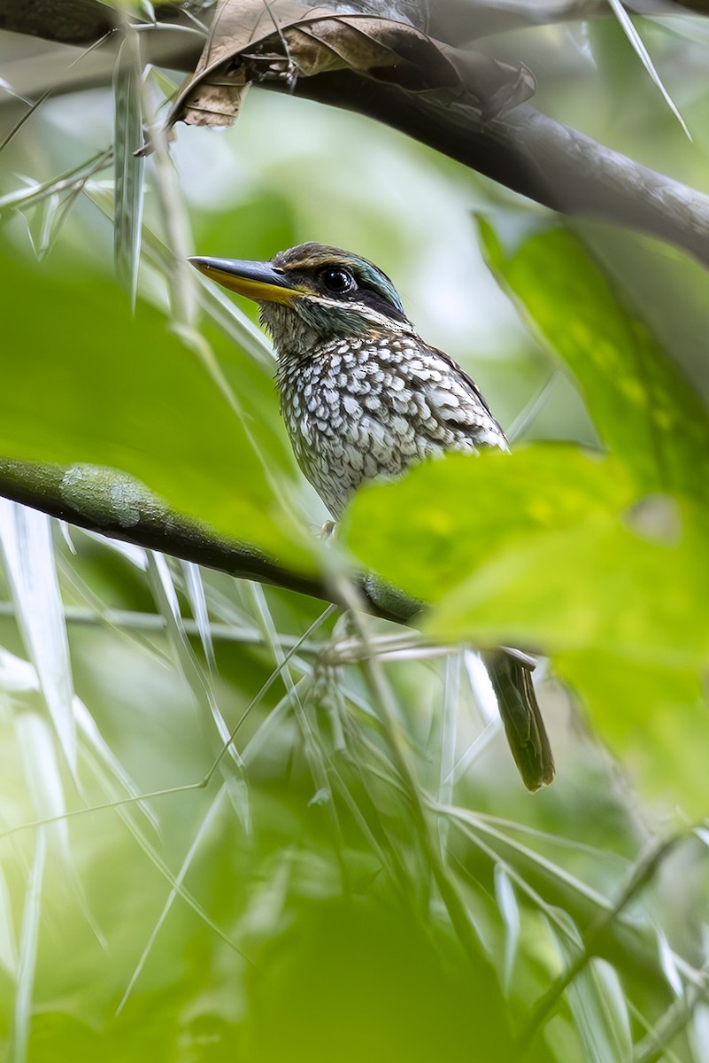 Spotted Kingfisher - ML645435662