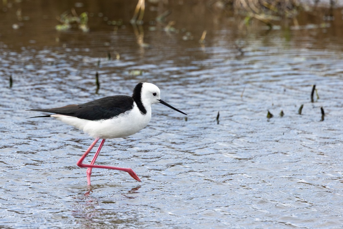 黑領高蹺鴴 - ML645435665