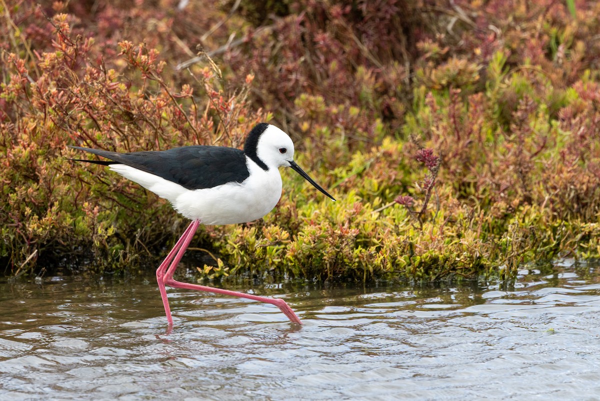 黑領高蹺鴴 - ML645435666