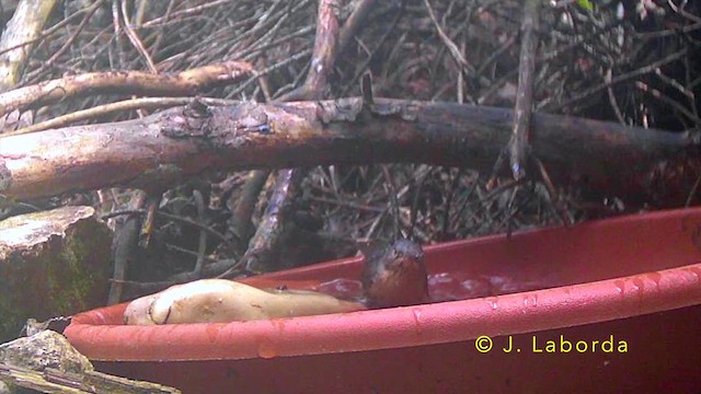 Western Subalpine Warbler - ML645435668