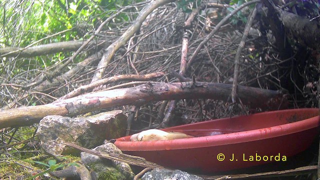 Western Subalpine Warbler - ML645435669