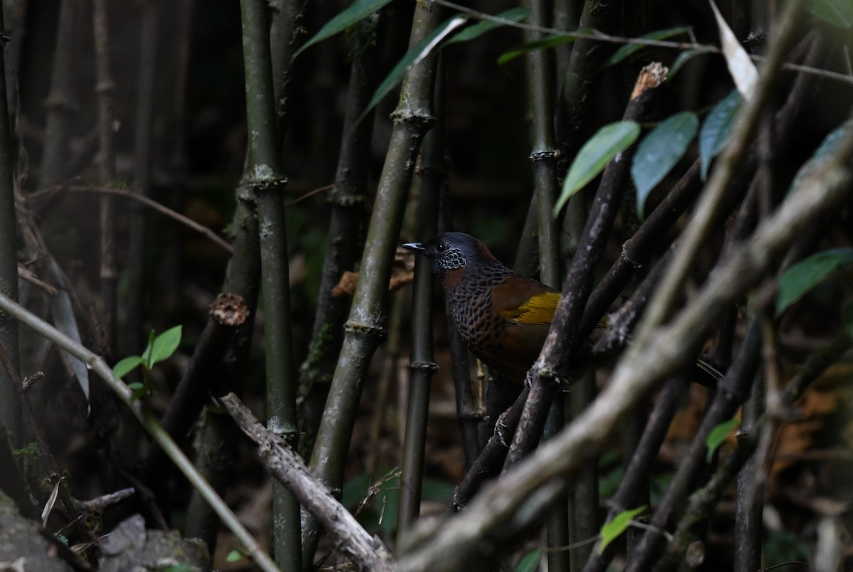 Chestnut-crowned Laughingthrush - ML645435671
