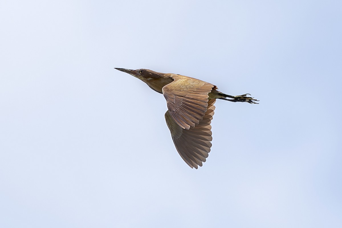 栗小鷺 - ML645435672