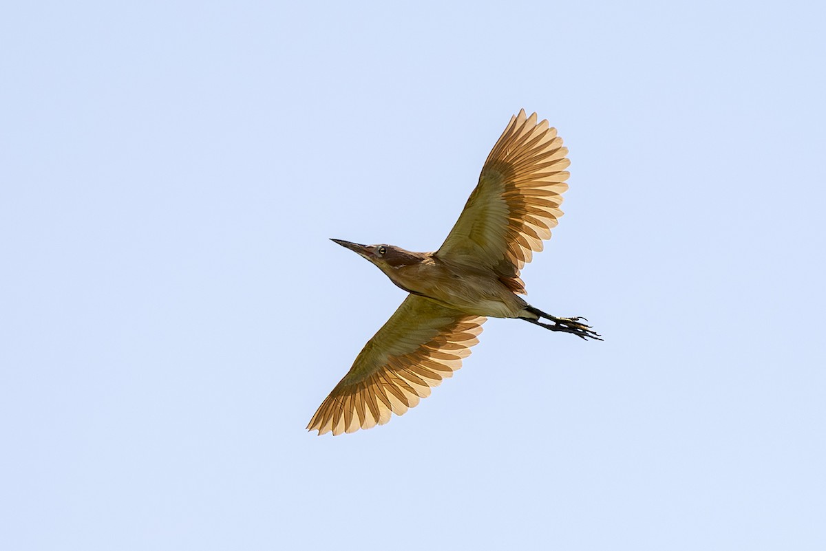 栗小鷺 - ML645435673