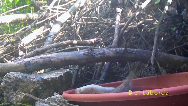 Spotted Flycatcher - ML645435674