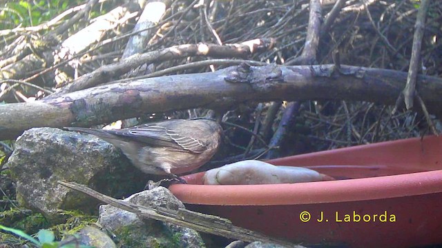 Spotted Flycatcher - ML645435675