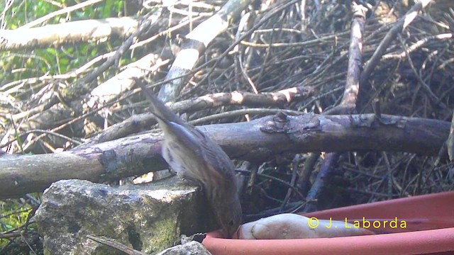 Spotted Flycatcher - ML645435676