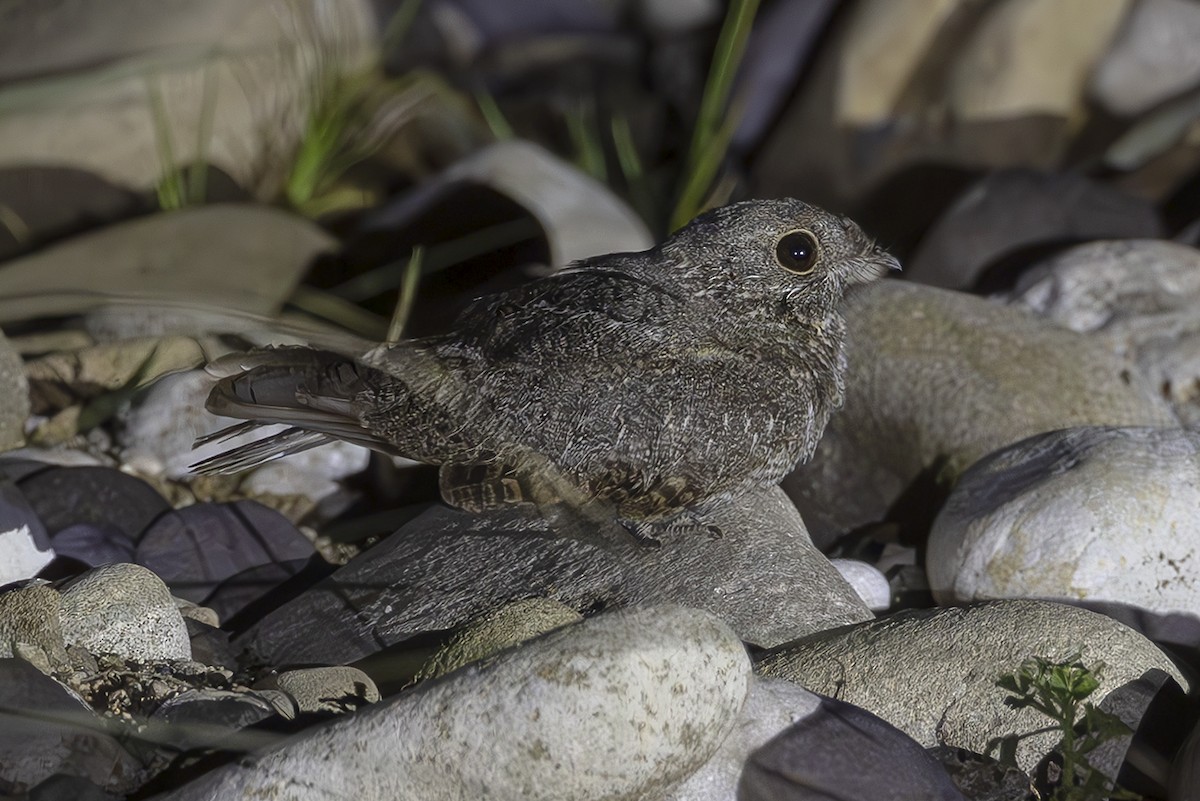 Chirruping Nightjar - ML645435678