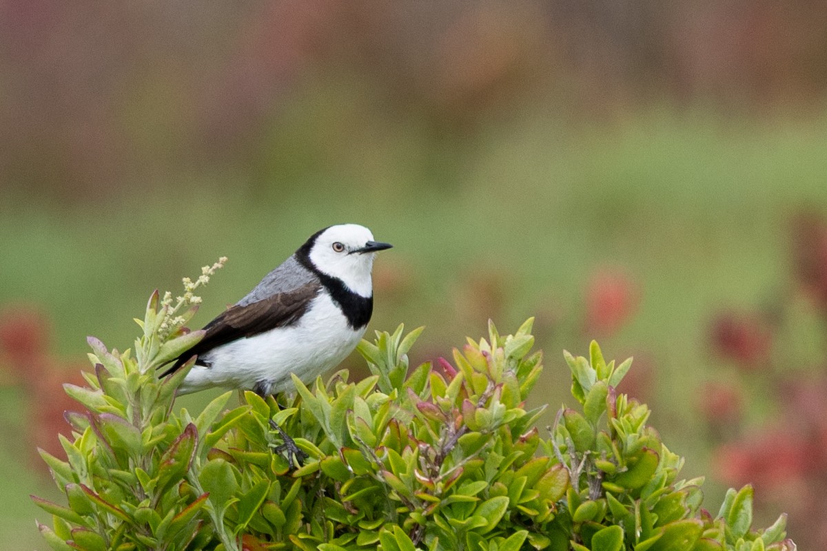 White-fronted Chat - ML645435688