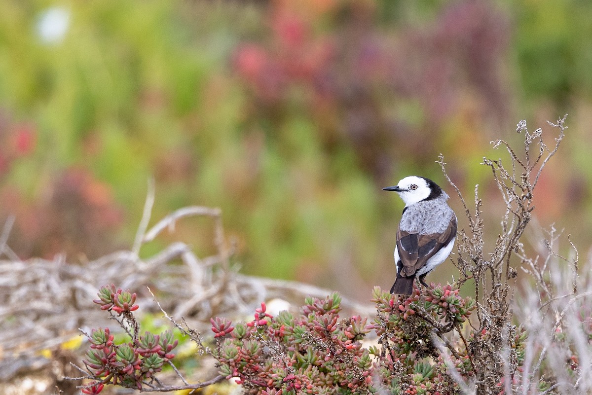 White-fronted Chat - ML645435689