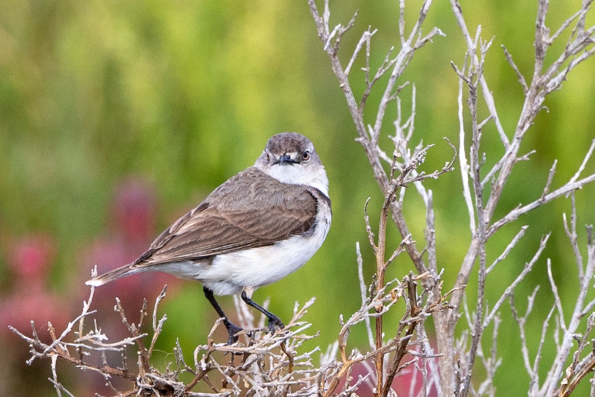 White-fronted Chat - ML645435690