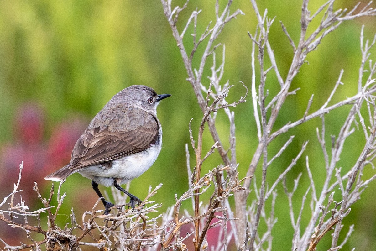 White-fronted Chat - ML645435691