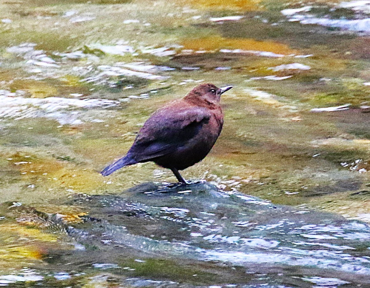 Пронурок бурий - ML645435695