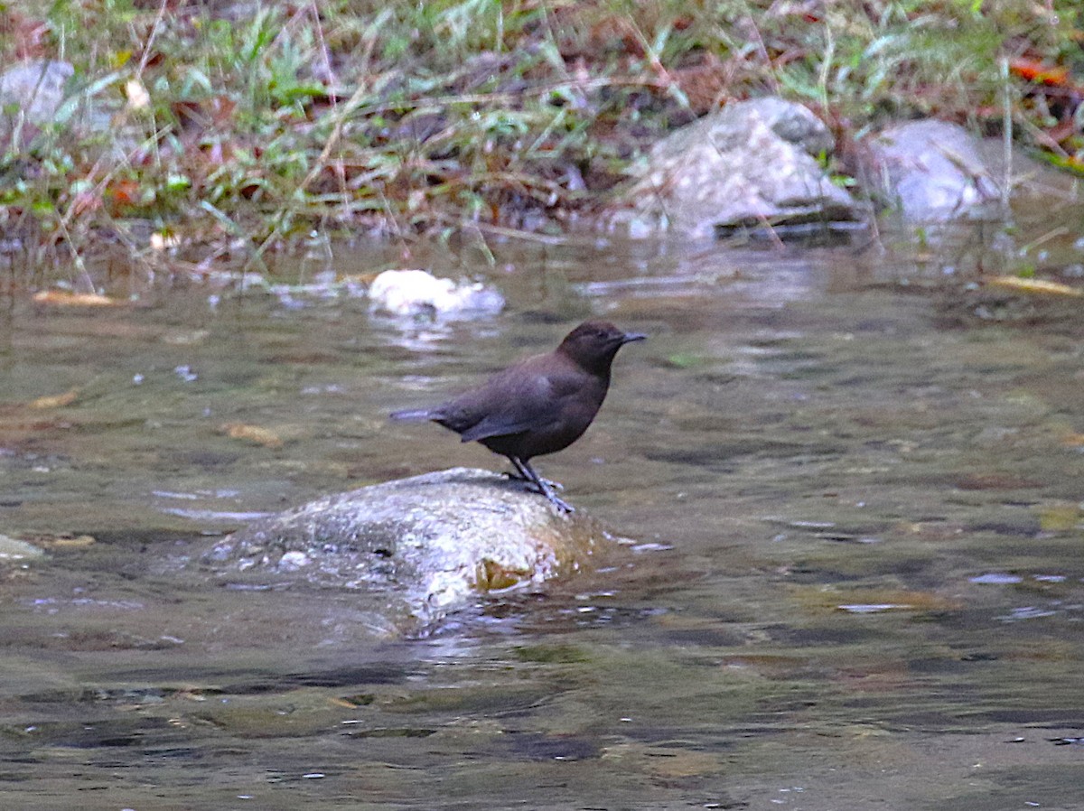 Пронурок бурий - ML645435696