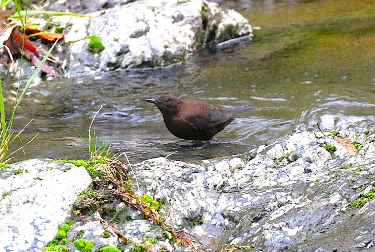 Пронурок бурий - ML645435697