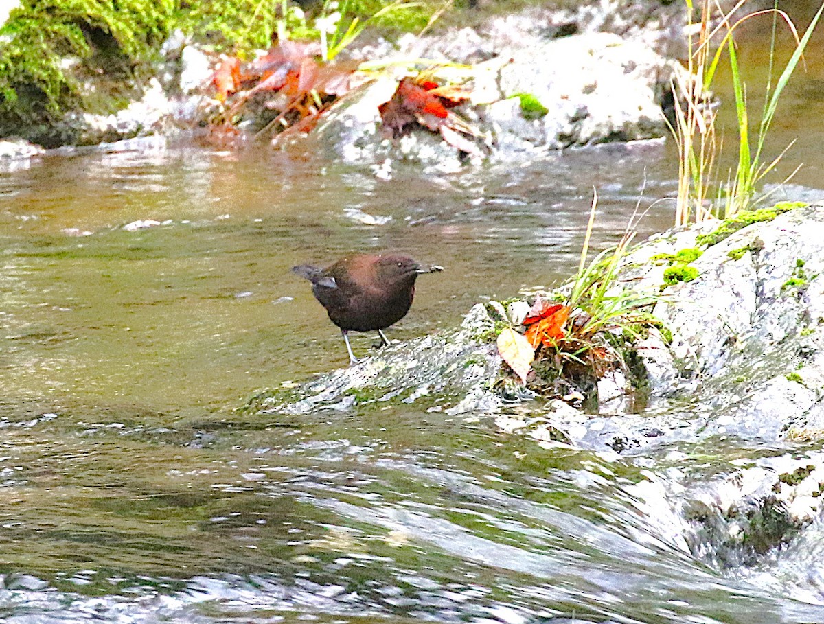 Пронурок бурий - ML645435698