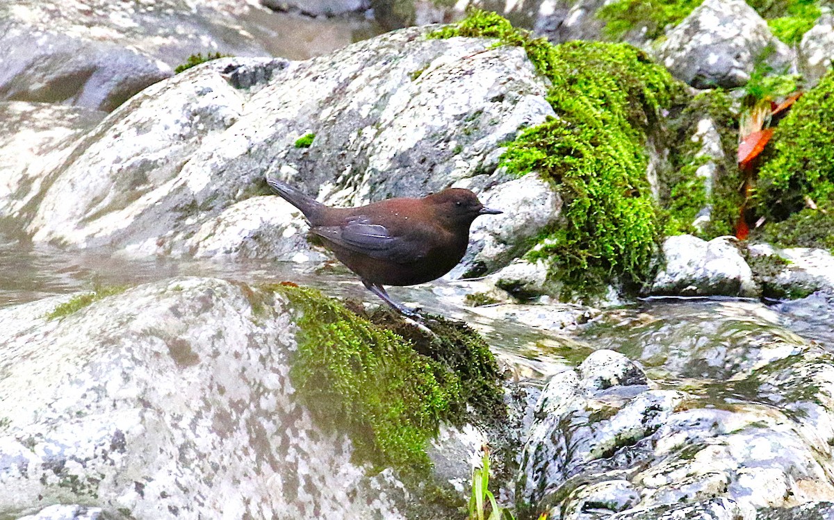 Пронурок бурий - ML645435699