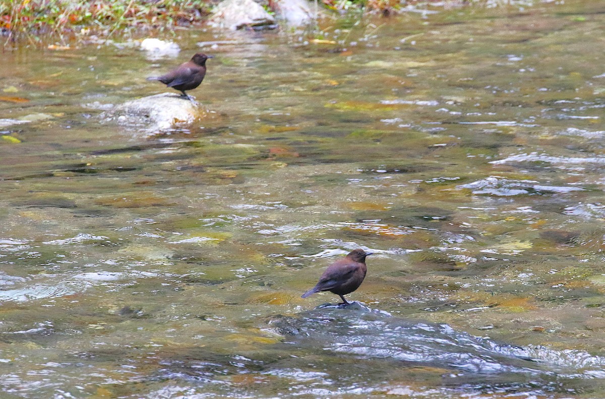 Пронурок бурий - ML645435700