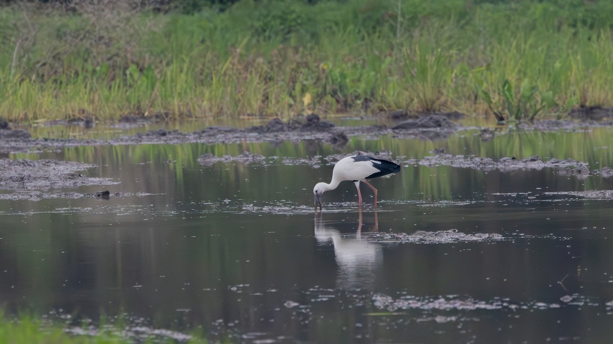 Asian Openbill - ML645435707