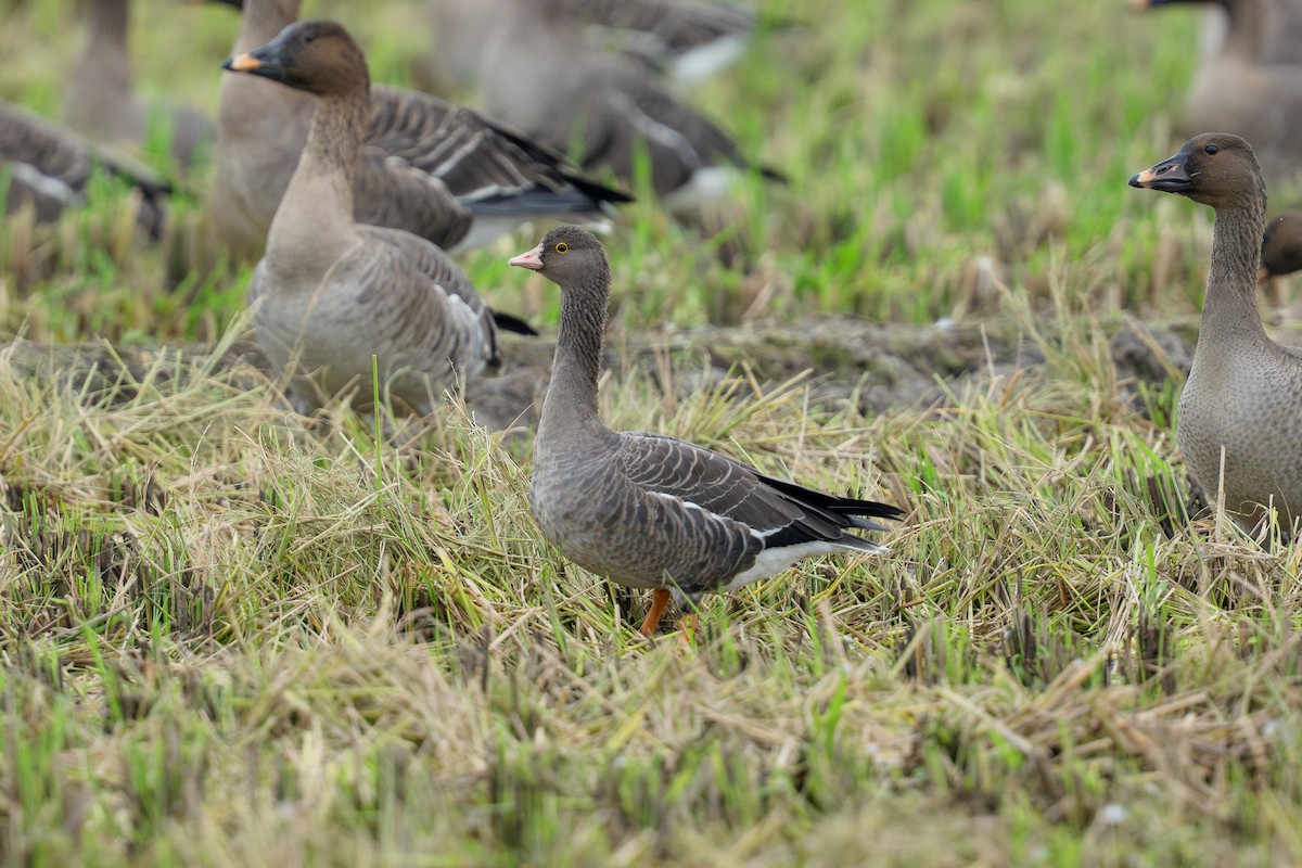 אווז קטן - ML645435709