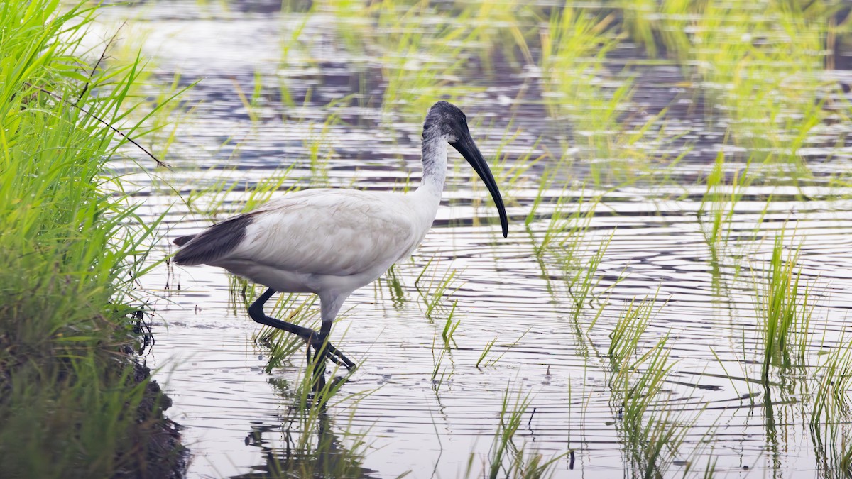 Black-headed Ibis - ML645435710