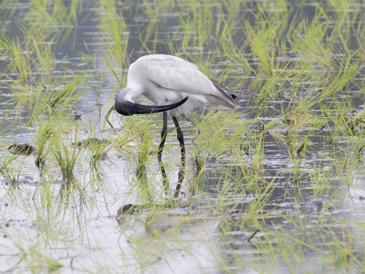 Black-headed Ibis - ML645435712