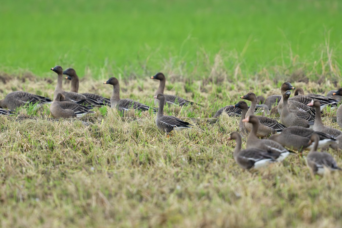 אווז קטן - ML645435713