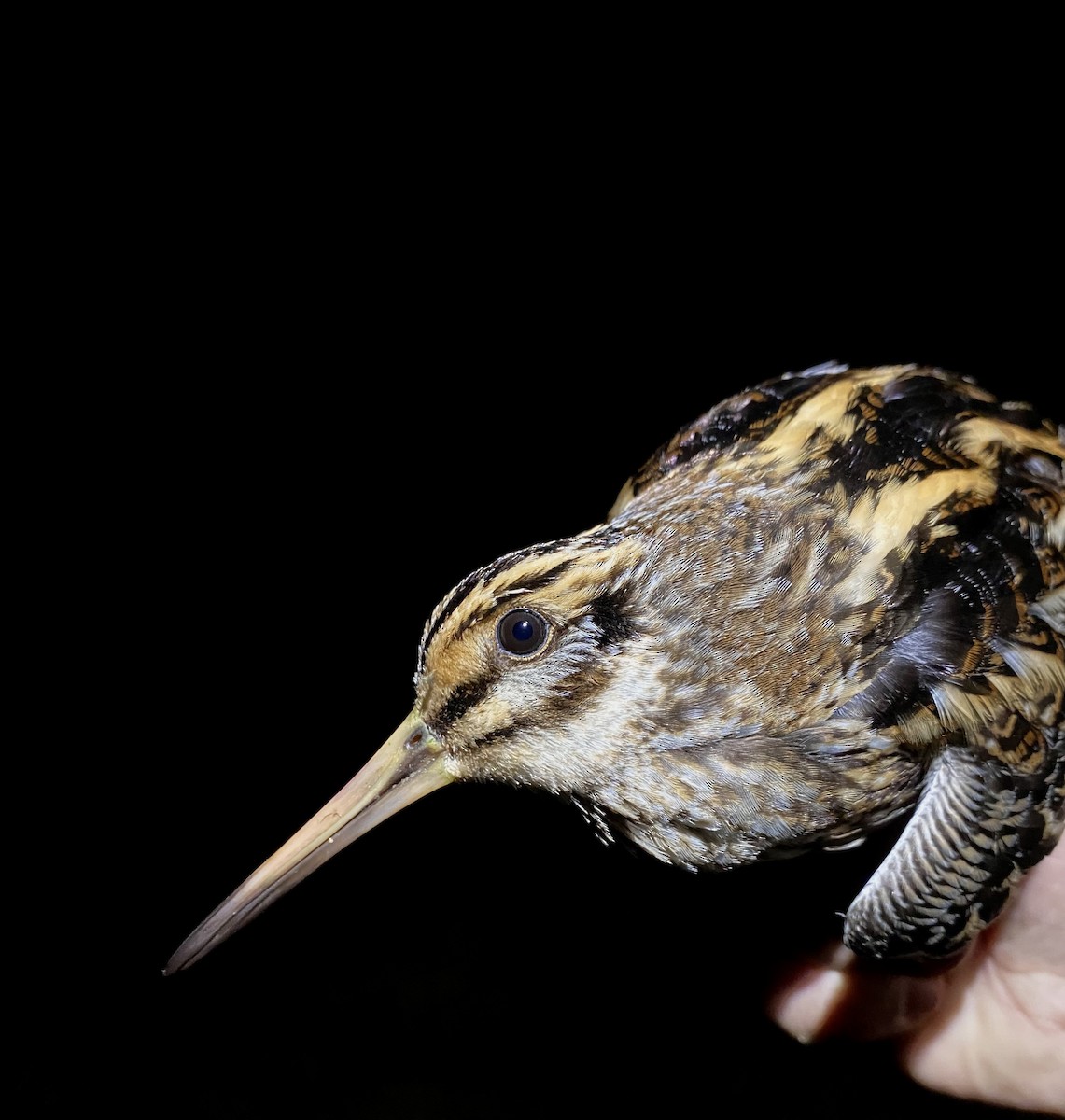 Jack Snipe - ML645435714