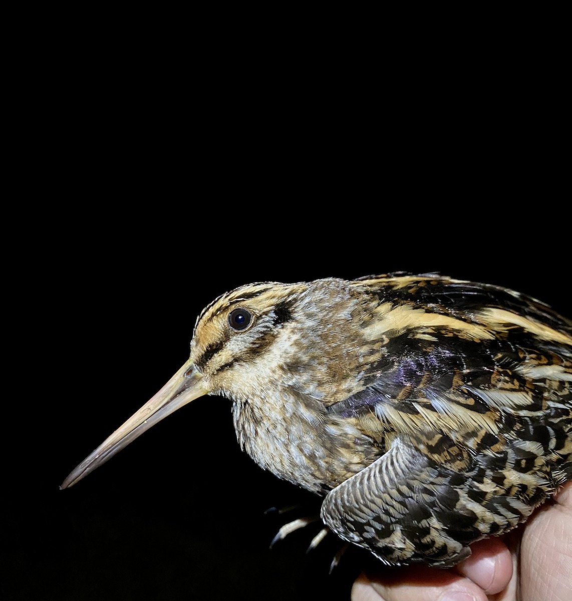 Jack Snipe - ML645435715