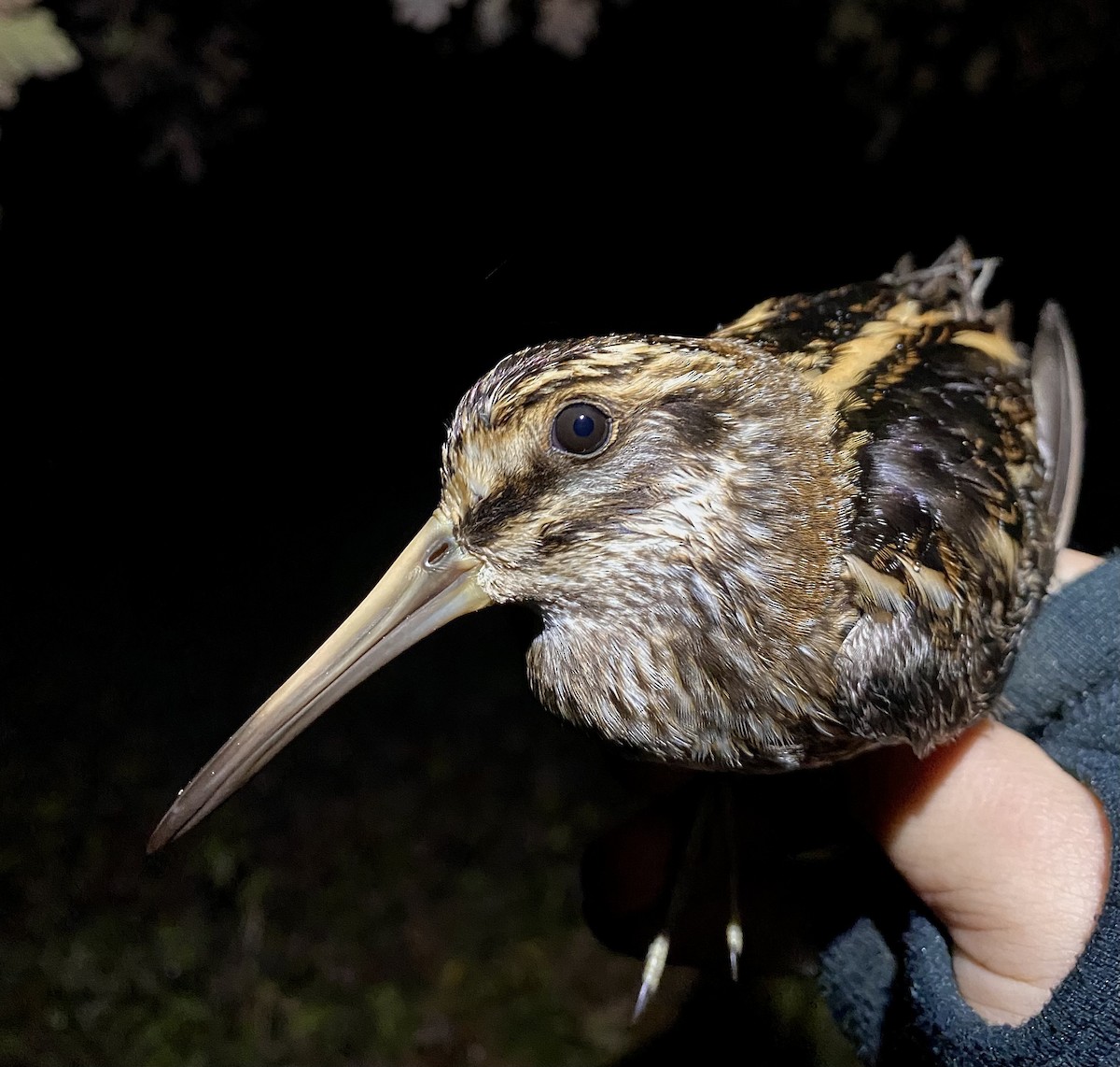 Jack Snipe - ML645435716