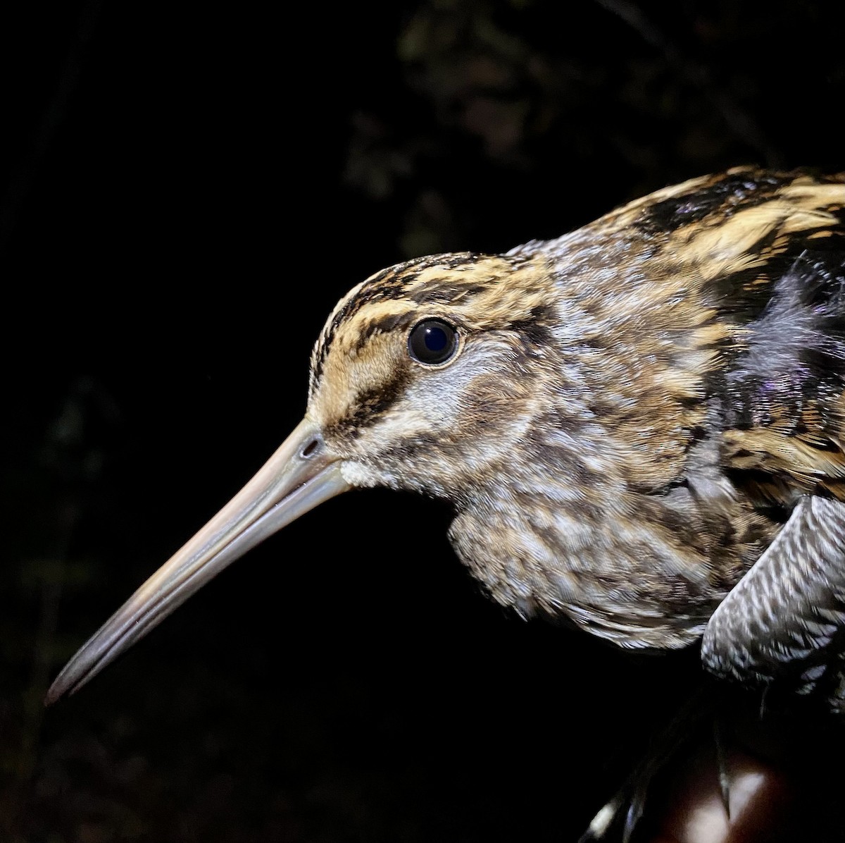Jack Snipe - ML645435717