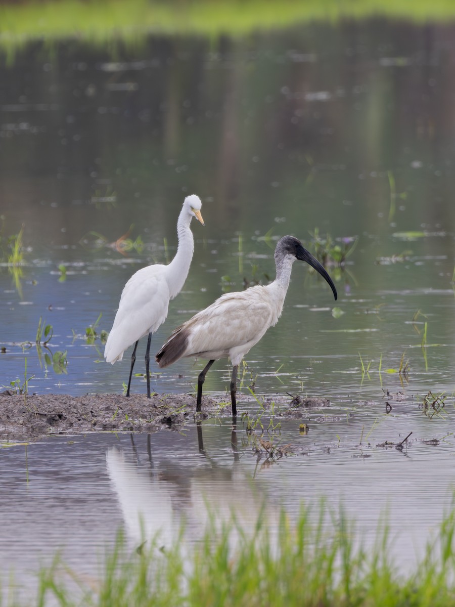 Black-headed Ibis - ML645435718